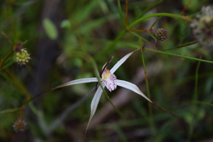 Caladenia - Orchid-spider-0008.JPG